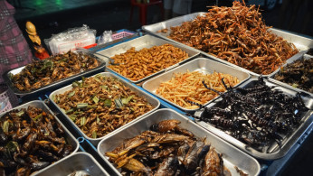 INSECTS AS PROTEIN SOURCE