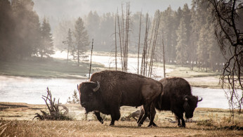 YELLOWSTONE BISON ATTACK