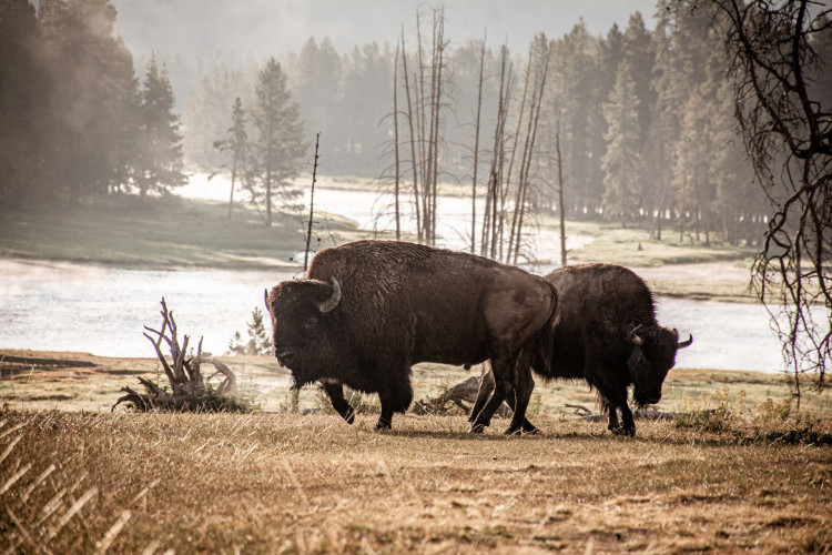 YELLOWSTONE BISON ATTACK