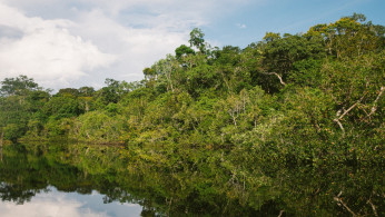 AMAZON JUNGLE