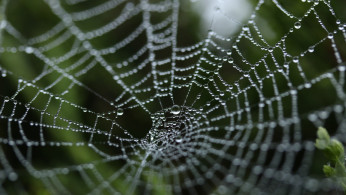 SPIDERWEB