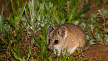 DUNNART