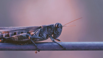 LOCUST