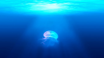JELLYFISH