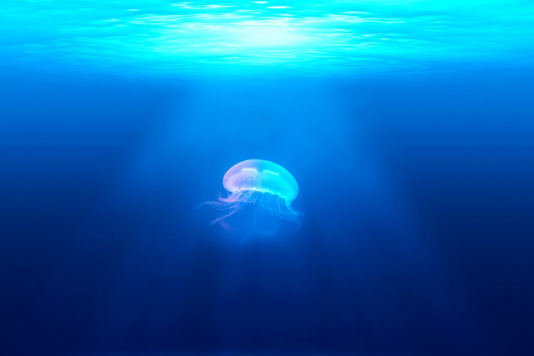 JELLYFISH