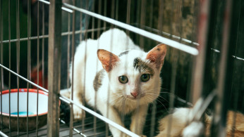 ILLEGAL MEAT TRADE