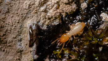 TERMITE