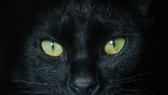 BLACK CAT
