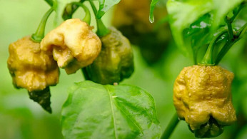 Pepper X Ignites the World: The New Reigning Champion of Heat