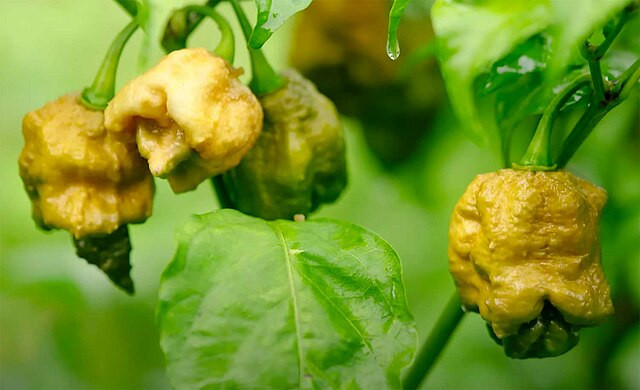 Pepper X Ignites the World: The New Reigning Champion of Heat