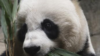 D.C. National Zoo's Giant Pandas Return to Chinese Homeland