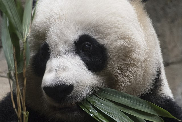 D.C. National Zoo's Giant Pandas Return to Chinese Homeland