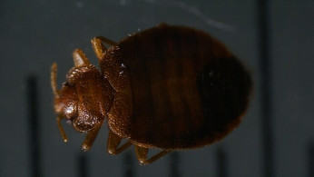 Bed Bug Crisis Spreads Globally, France's Olympic Dreams and Public Health in Jeopardy