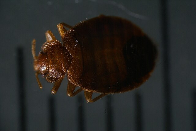 Bed Bug Crisis Spreads Globally, France's Olympic Dreams and Public Health in Jeopardy