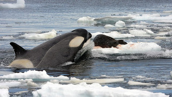 Orcas Escape Ice Entrapment off Japan's Hokkaido Coast, Highlighting Climate Challenges