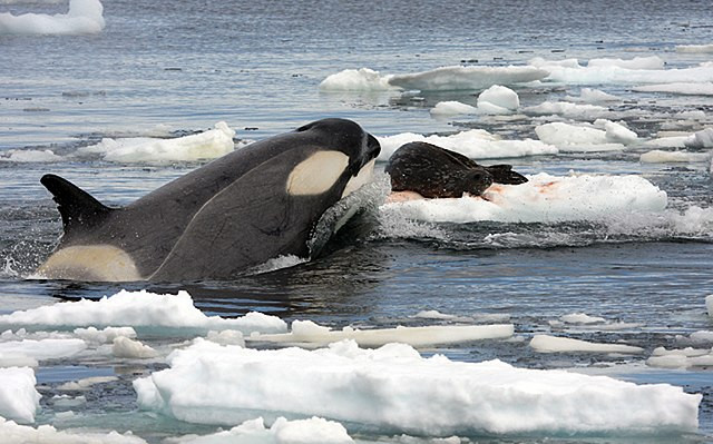 Orcas Escape Ice Entrapment off Japan's Hokkaido Coast, Highlighting Climate Challenges