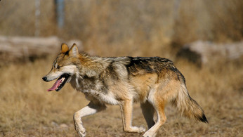 Chernobyl Wolves Adapt to Radiation with Cancer-Fighting Genes, Study Reveals