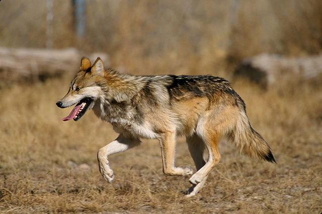 Chernobyl Wolves Adapt to Radiation with Cancer-Fighting Genes, Study Reveals