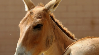 Rising Chinese Beauty Product Demand Threatens African Donkeys with Extinction