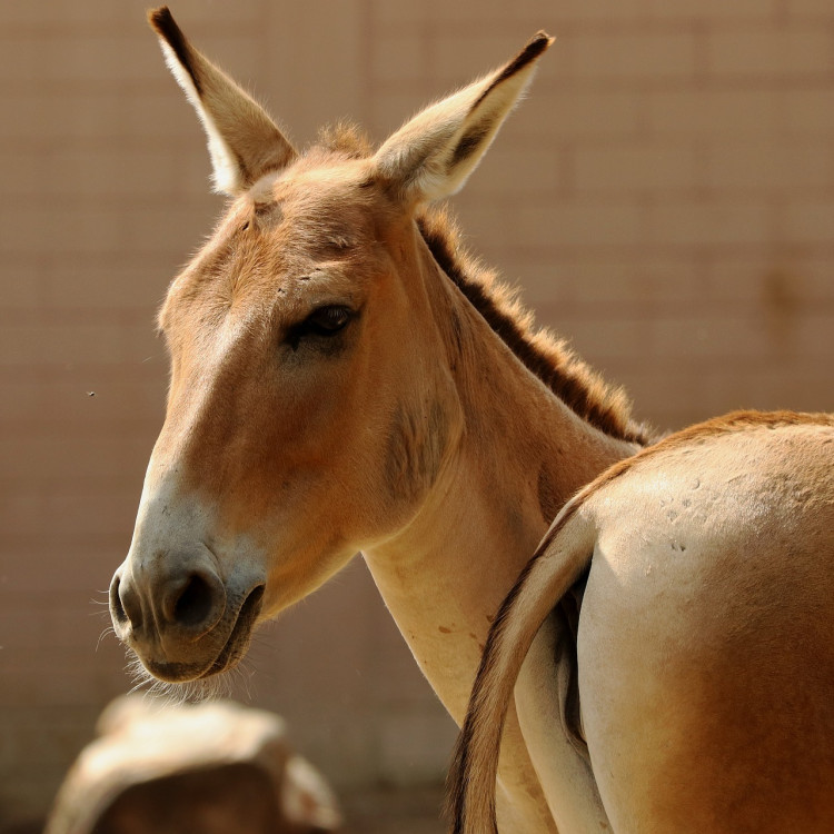 Rising Chinese Beauty Product Demand Threatens African Donkeys with Extinction