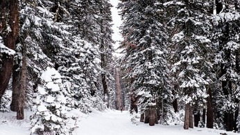 Tahoe in Turmoil: Near-Record Winds and Snowfall Paralyze Northern California