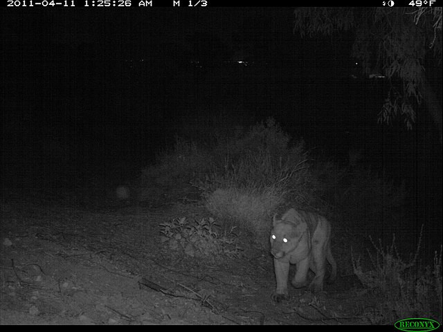Mountain Lion Attack in Northern California Kills 21-Year-Old Man, Injures Younger Brother