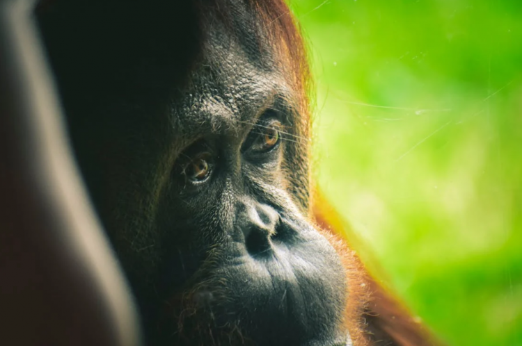 Indonesian Orangutan Self-Treats Facial Injury with Medicinal Plant, Marking a Scientific First