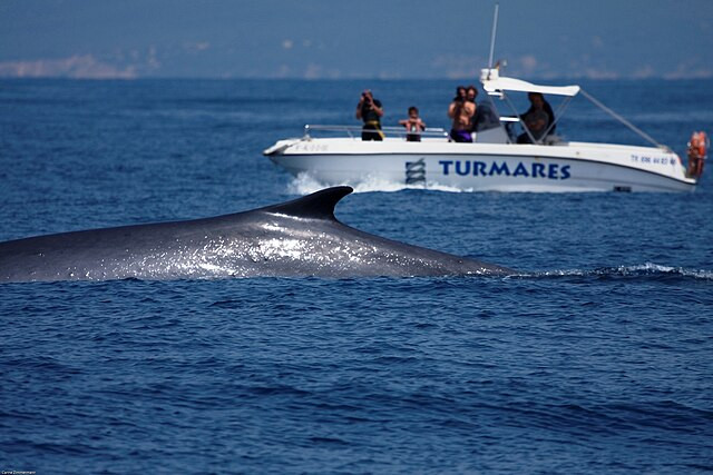 Japan to Expand Commercial Whaling, Adding Fin Whales to Allowable Catch List
