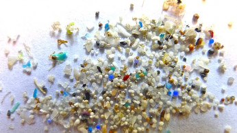 Microplastics Found in All Human and Canine Testicles, Raising Concerns About Male Fertility