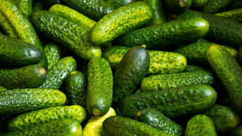Salmonella Outbreak Linked to Cucumbers Sickens Over 150 Across U.S.