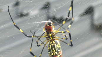 Invasive Joro Spiders Spread Through East Coast, Sparking Ecological and Public Interest