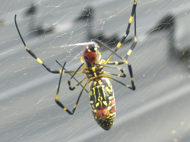 Invasive Joro Spiders Spread Through East Coast, Sparking Ecological and Public Interest