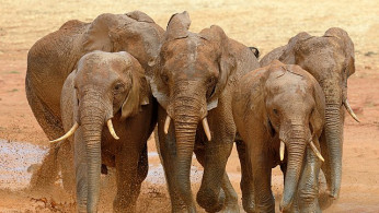Elephants Use Unique Names to Communicate, Study Reveals