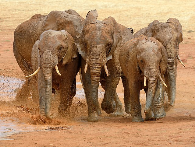 Elephants Use Unique Names to Communicate, Study Reveals