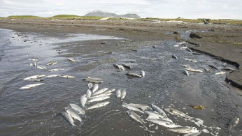 Thousands of Fish Die in Mexico's Bustillos Lagoon Amid Severe Heat and Drought
