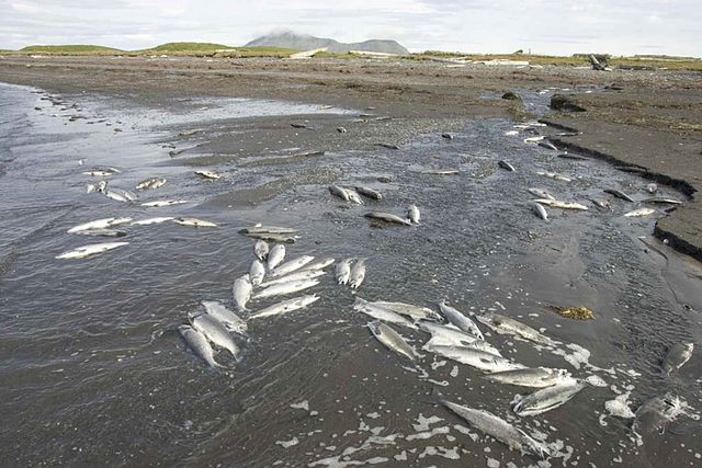 Thousands of Fish Die in Mexico's Bustillos Lagoon Amid Severe Heat and Drought