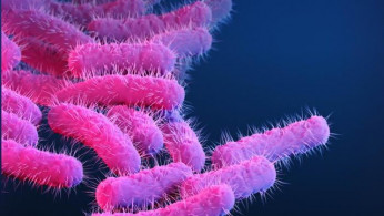 Shigella Outbreak Spreads in San Jose Homeless Encampments