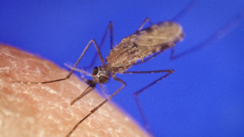 Illinois Steps Up Mosquito Control as West Nile Virus Found in 13 Counties