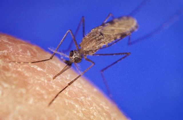 Illinois Steps Up Mosquito Control as West Nile Virus Found in 13 Counties