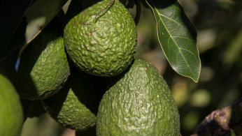 U.S. to Resume Avocado and Mango Inspections in Michoacán Amid Security Concerns