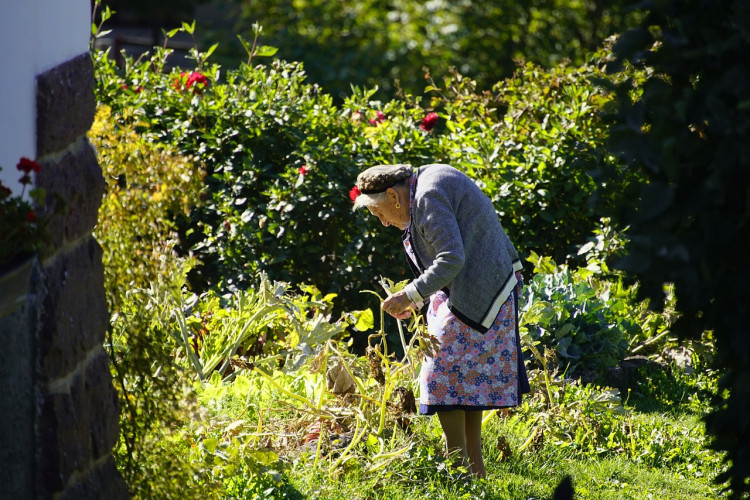 How Gardening Can Improve Your Physical Health and Longevity