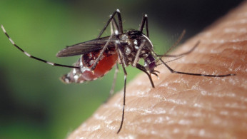 CDC Issues Urgent Warning as Mosquito-Driven Dengue Fever Cases Surge Across Americas