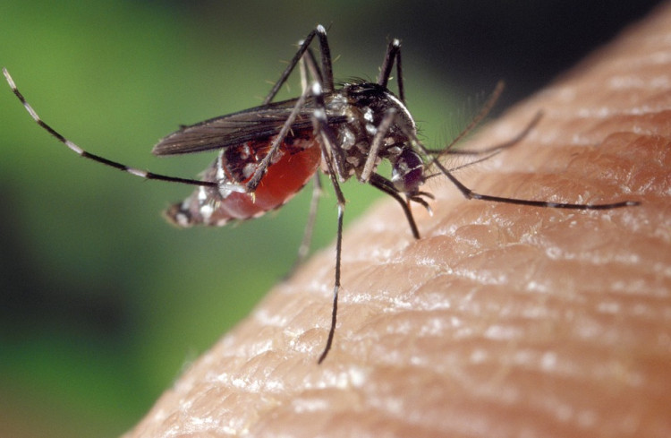 CDC Issues Urgent Warning as Mosquito-Driven Dengue Fever Cases Surge Across Americas