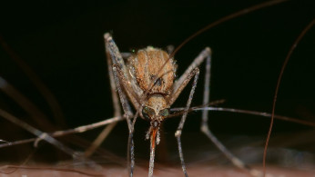 Massachusetts Reports First EEE Detection in Mosquitoes for 2024, Raises Public Health Alert