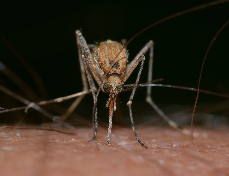 Massachusetts Reports First EEE Detection in Mosquitoes for 2024, Raises Public Health Alert