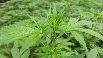 Ohio Moves Closer to Recreational Marijuana Sales Amid Regulatory Advances