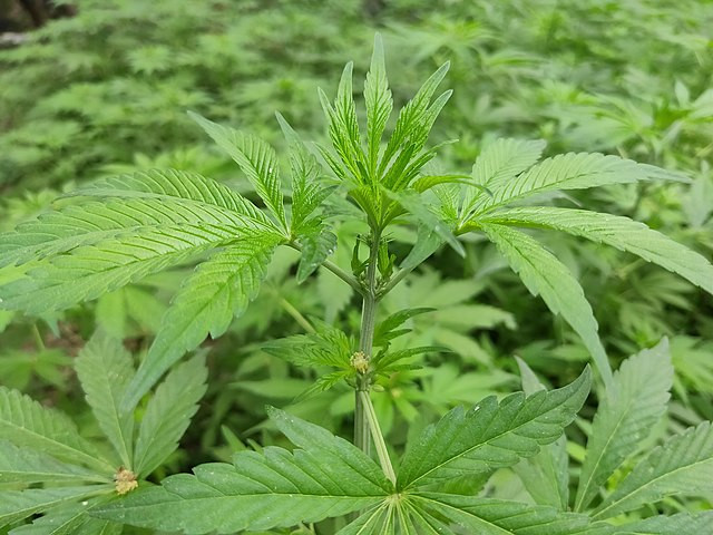 Ohio Moves Closer to Recreational Marijuana Sales Amid Regulatory Advances