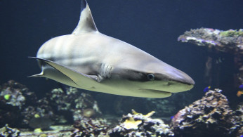 Cocaine Sharks: Study Finds Drug Contamination in Predators, Warns of Dire Ecological Consequences