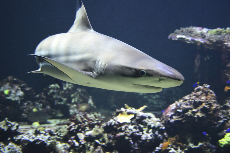 Cocaine Sharks: Study Finds Drug Contamination in Predators, Warns of Dire Ecological Consequences