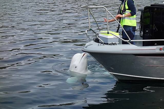 Autopsy Reveals Hvaldimir the ‘Spy Whale’ Died from Natural Causes, Not Gunfire